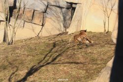 zoo-wuppertal-tschuna-daseep-06-100