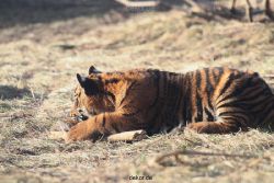 zoo-wuppertal-tschuna-daseep-06-111