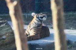 zoo-wuppertal-tschuna-daseep-06-112