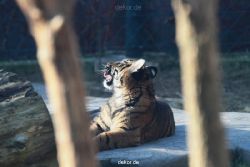 zoo-wuppertal-tschuna-daseep-06-113