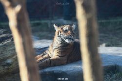zoo-wuppertal-tschuna-daseep-06-115