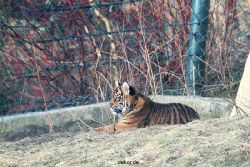 zoo-wuppertal-tschuna-daseep-06-116
