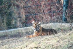 zoo-wuppertal-tschuna-daseep-06-117