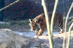 zoo-wuppertal-tschuna-daseep-06-118
