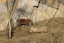 zoo-wuppertal-tschuna-daseep-07-002