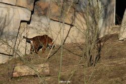 zoo-wuppertal-tschuna-daseep-07-003