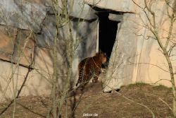 zoo-wuppertal-tschuna-daseep-07-004