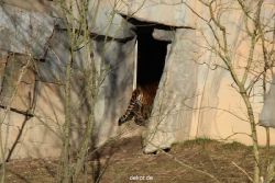 zoo-wuppertal-tschuna-daseep-07-005