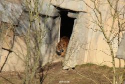 zoo-wuppertal-tschuna-daseep-07-006