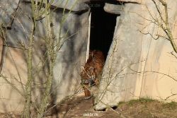 zoo-wuppertal-tschuna-daseep-07-007