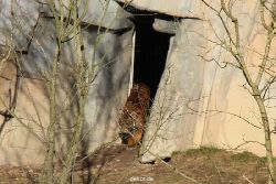 zoo-wuppertal-tschuna-daseep-07-008