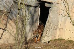 zoo-wuppertal-tschuna-daseep-07-009
