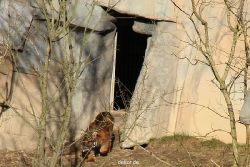 zoo-wuppertal-tschuna-daseep-07-010