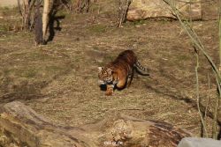 zoo-wuppertal-tschuna-daseep-07-013