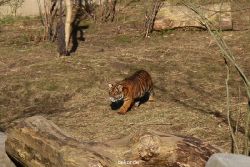zoo-wuppertal-tschuna-daseep-07-014