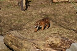 zoo-wuppertal-tschuna-daseep-07-015
