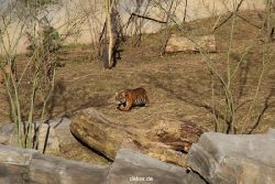 zoo-wuppertal-tschuna-daseep-07-016