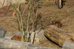 zoo-wuppertal-tschuna-daseep-07-017