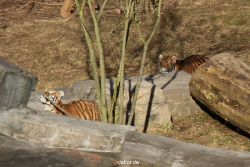 zoo-wuppertal-tschuna-daseep-07-018