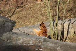 zoo-wuppertal-tschuna-daseep-07-019