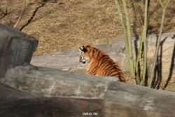 zoo-wuppertal-tschuna-daseep-07-020