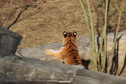 zoo-wuppertal-tschuna-daseep-07-021