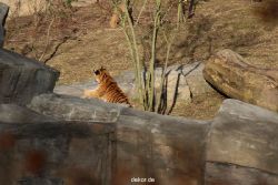 zoo-wuppertal-tschuna-daseep-07-022