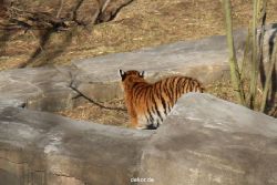 zoo-wuppertal-tschuna-daseep-07-023