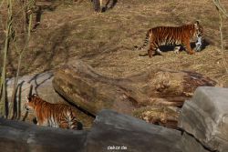 zoo-wuppertal-tschuna-daseep-07-026