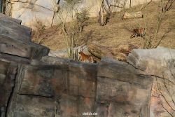 zoo-wuppertal-tschuna-daseep-07-027