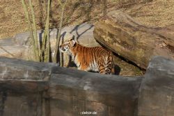 zoo-wuppertal-tschuna-daseep-07-029