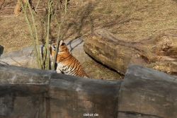zoo-wuppertal-tschuna-daseep-07-030