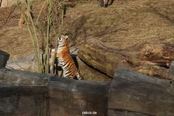 zoo-wuppertal-tschuna-daseep-07-031