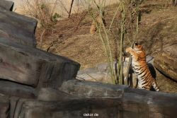 zoo-wuppertal-tschuna-daseep-07-032