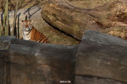 zoo-wuppertal-tschuna-daseep-07-035