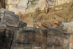 zoo-wuppertal-tschuna-daseep-07-036
