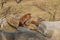 zoo-wuppertal-tschuna-daseep-07-037
