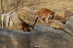 zoo-wuppertal-tschuna-daseep-07-038