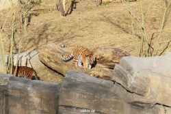 zoo-wuppertal-tschuna-daseep-07-039