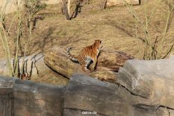 zoo-wuppertal-tschuna-daseep-07-040