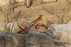 zoo-wuppertal-tschuna-daseep-07-041