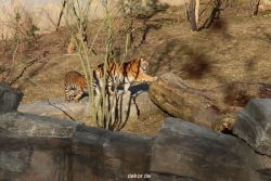 zoo-wuppertal-tschuna-daseep-07-044