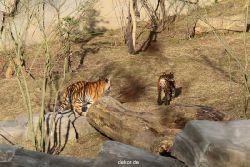 zoo-wuppertal-tschuna-daseep-07-045