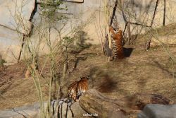 zoo-wuppertal-tschuna-daseep-07-047