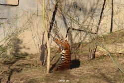 zoo-wuppertal-tschuna-daseep-07-048
