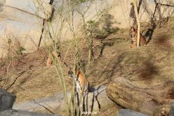 zoo-wuppertal-tschuna-daseep-07-049