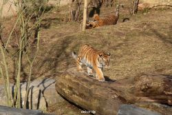 zoo-wuppertal-tschuna-daseep-07-051