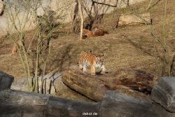 zoo-wuppertal-tschuna-daseep-07-052