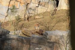 zoo-wuppertal-tschuna-daseep-07-054