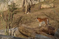 zoo-wuppertal-tschuna-daseep-07-056